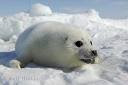 baby seal