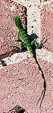 [lizardMexico1.jpg]