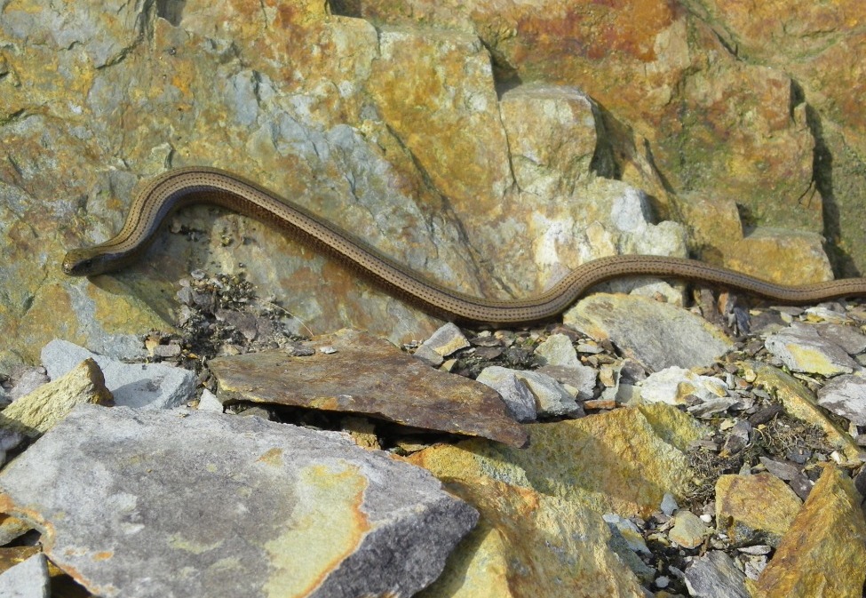 Fauna De Tineo Y Salas Luci n