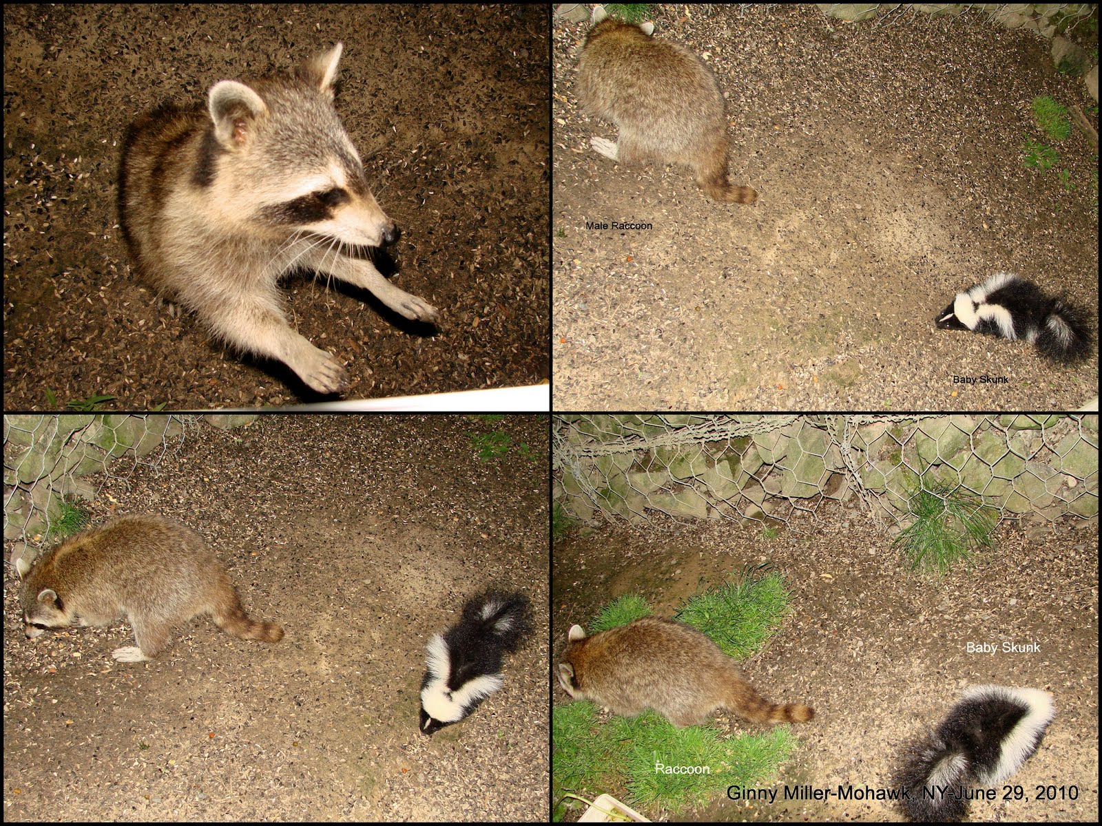 Photography By Ginny June 29, 2010Raccoon, Foxes, Skunks