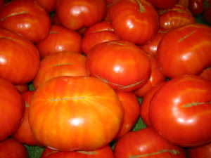 [large+tomato+hydroponic.jpg]