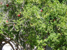 Pomegranates as many as you wish...
