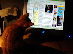 Alla katter diggar nätet