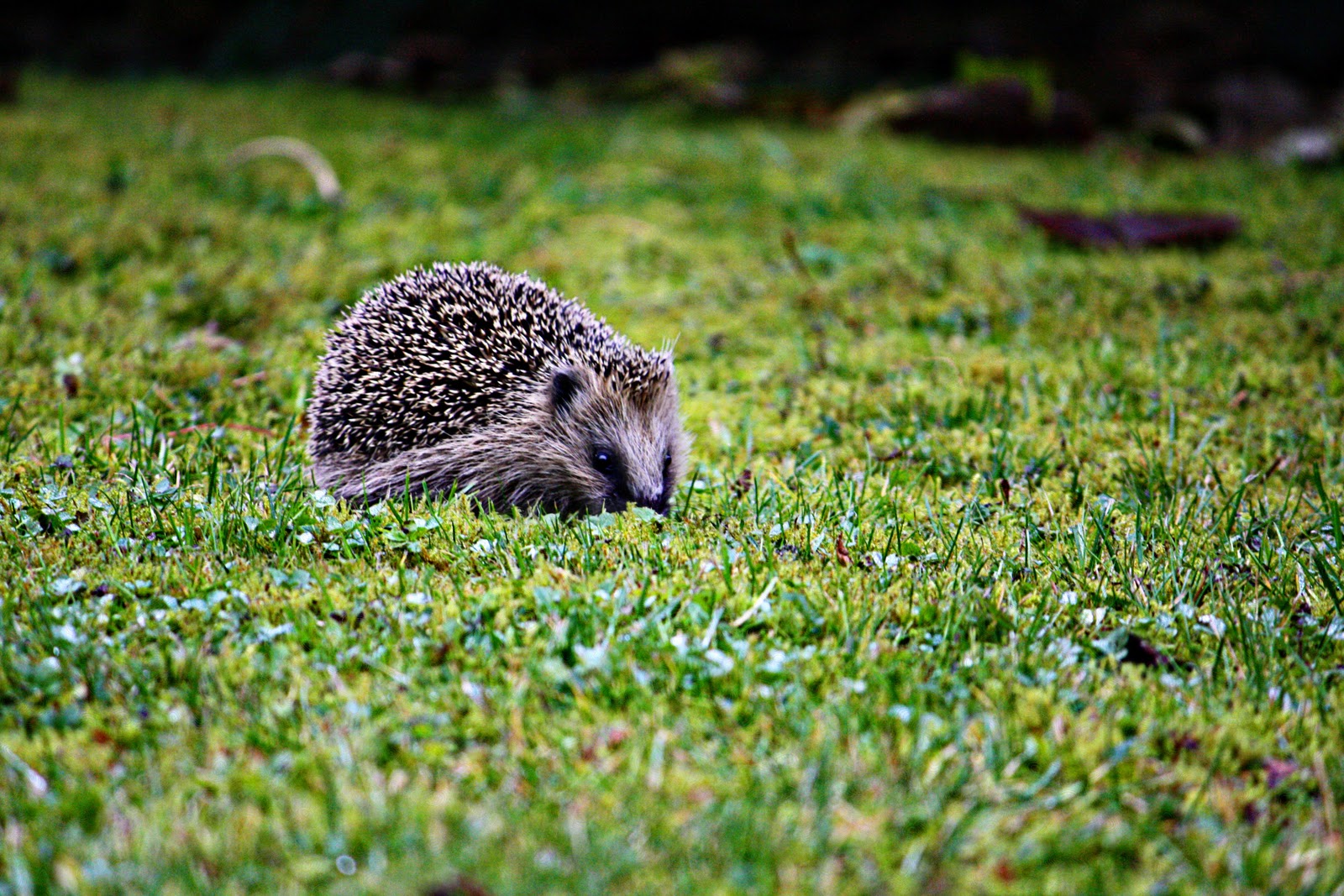 Scrapping And Traveling Hedgehog Love scrapping-and-traveling-hedgehog-love