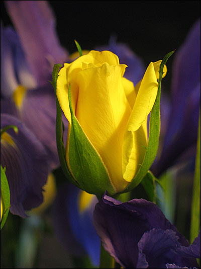 Yellow Rose. . .