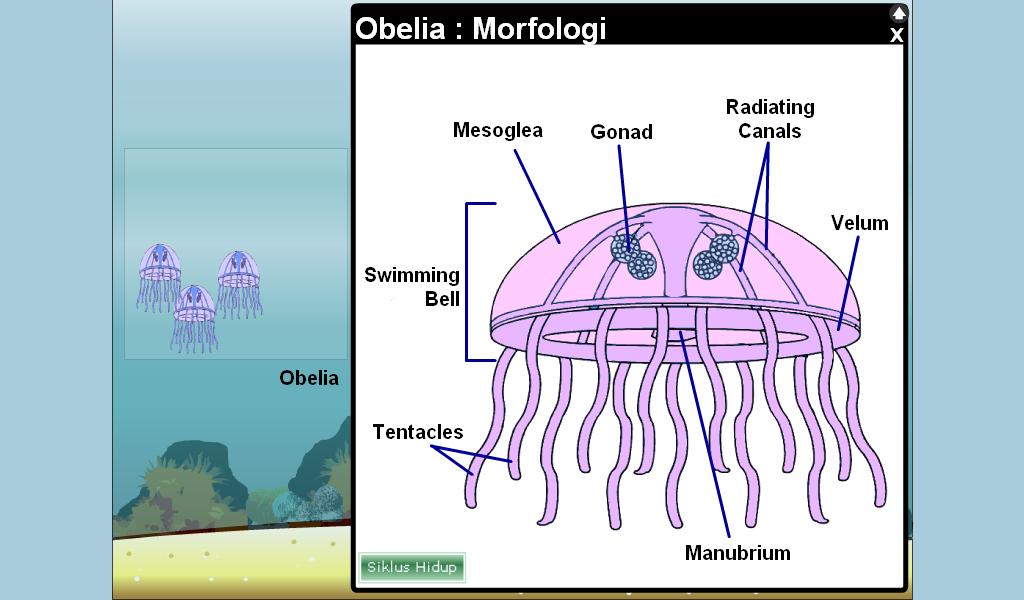 MultimediaTelematika Multimedia Aurelia dan Obelia