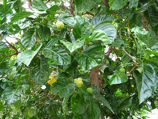 Noni fruit tree