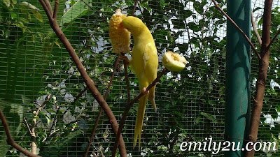 feeding on corn