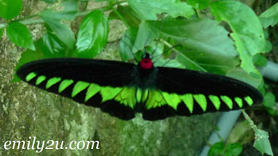 fluorescent green butterfly