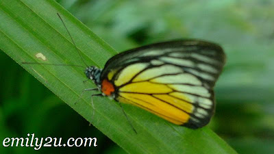 yellow black butterfly