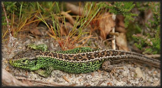 uk sand lizard