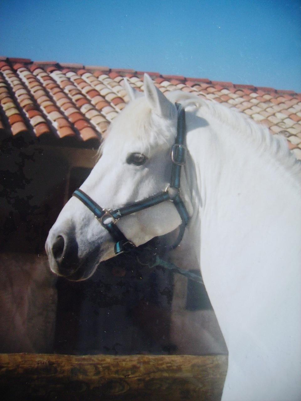 [Photo+chevaux+013.jpg]