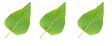 [leaf3.jpg]