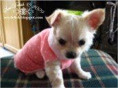 Chihuahua coat make no-sew jumper puppy dog sleeve sweater pattern