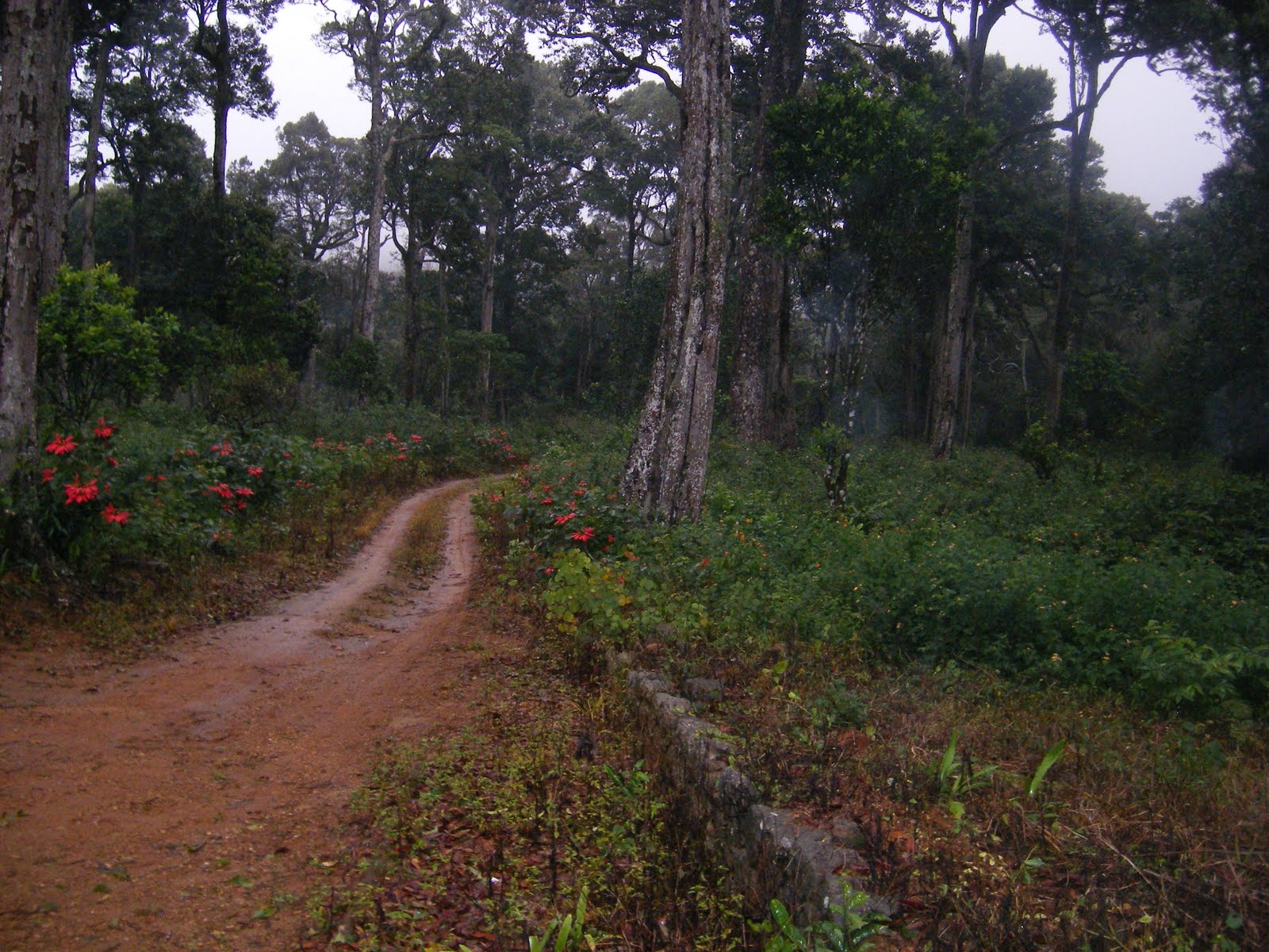 [Munnar+Forest-1.JPG]