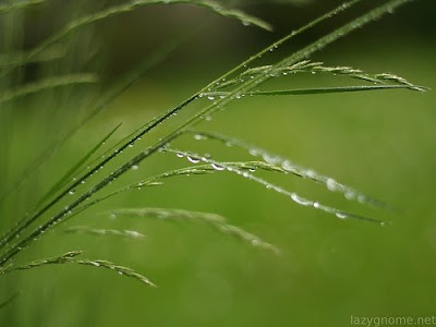 Rain and Grass