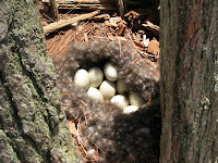Eider Duck eggs in nest
