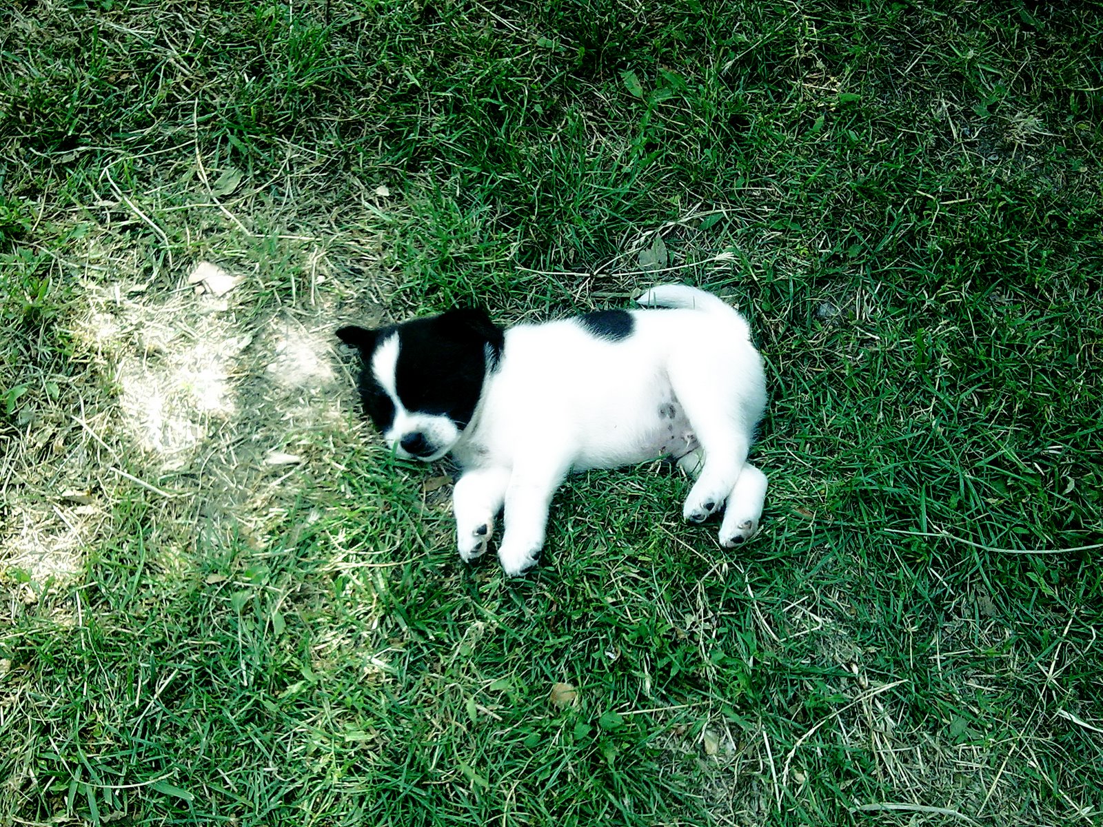 [puppy+-+sleeping.jpg]