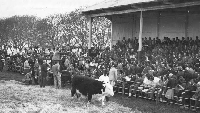 Remate de Hereford en Mercedes 1963