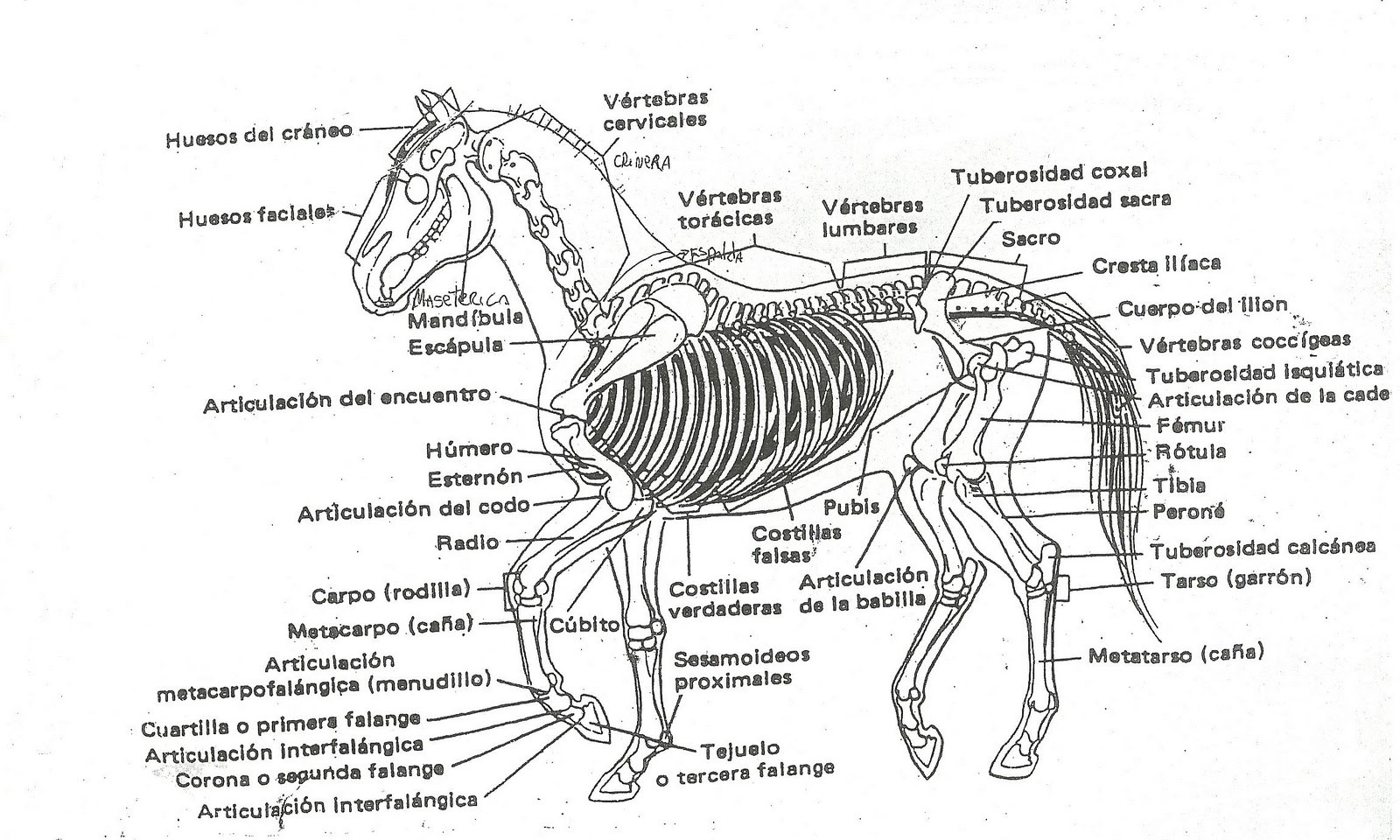 Animales El caballo y sus partes.