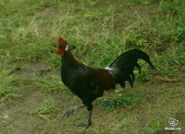 Wajibushahid: Ayam Hutan Pembaka