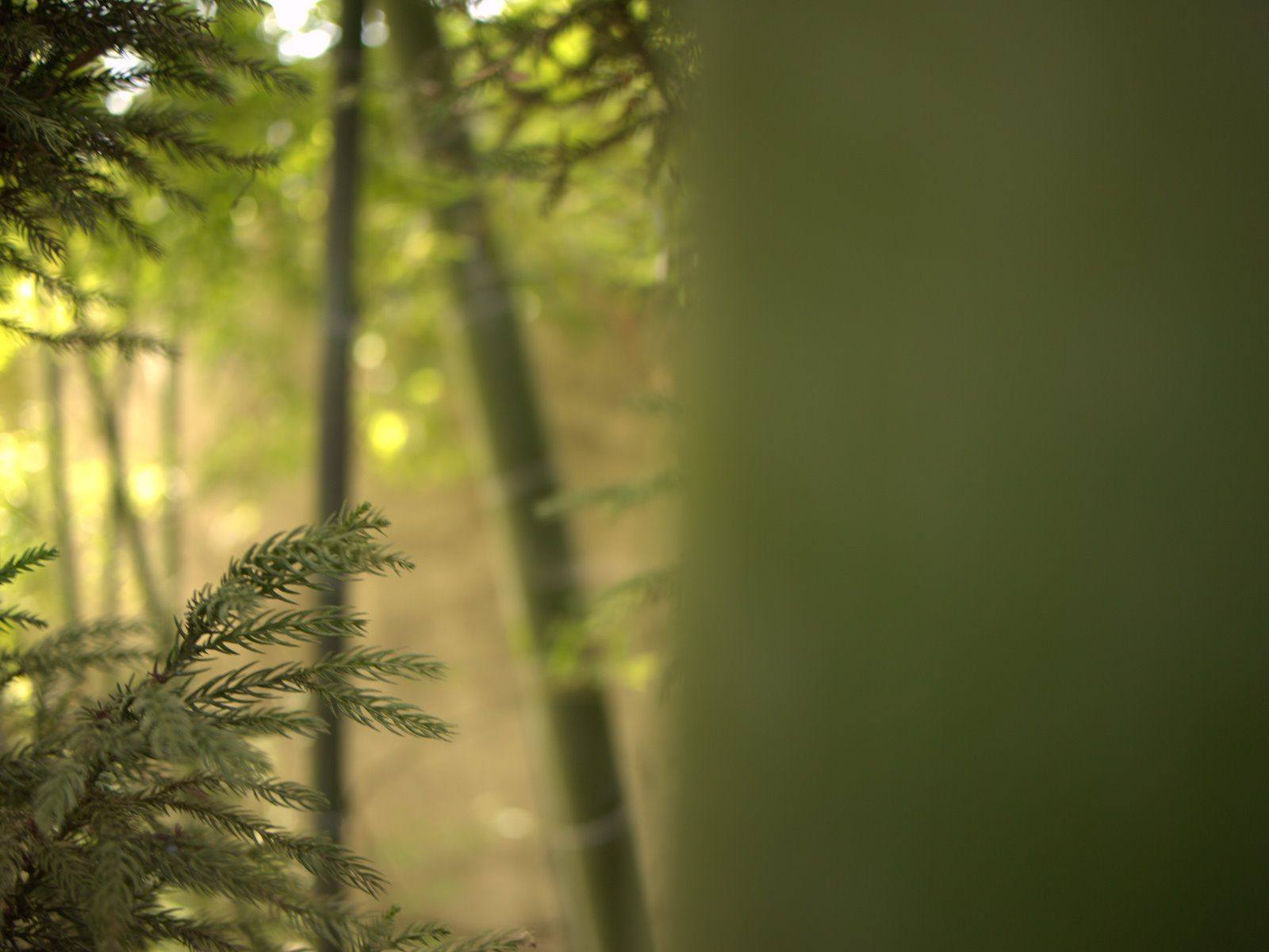 女が誰もいない森の中で男が喋る If A Man Speaks In A Forest And There Is No Woman Around To Hear Him
