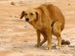 Όχι «σκατο-εκκλησία του κώλου», μόνο, αλλά και… «σκυλο-εκκλησία»