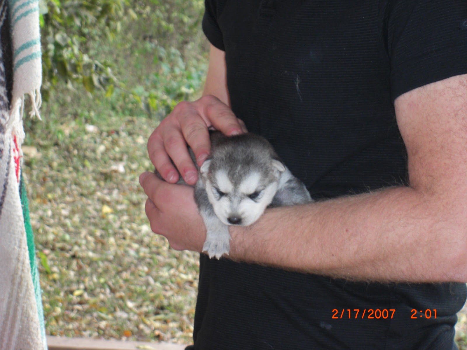 Wolf Puppies For Sale