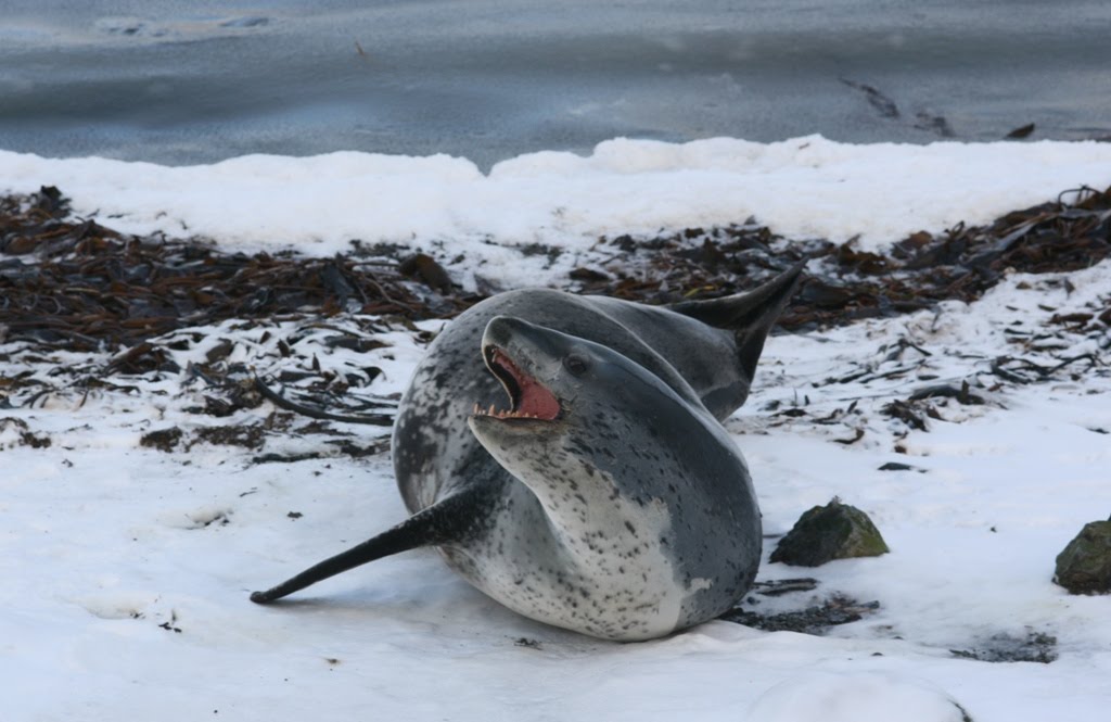stacey-in-antarctica-leopard-seals