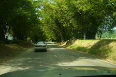 Holland Bamboo, St Elizabeth