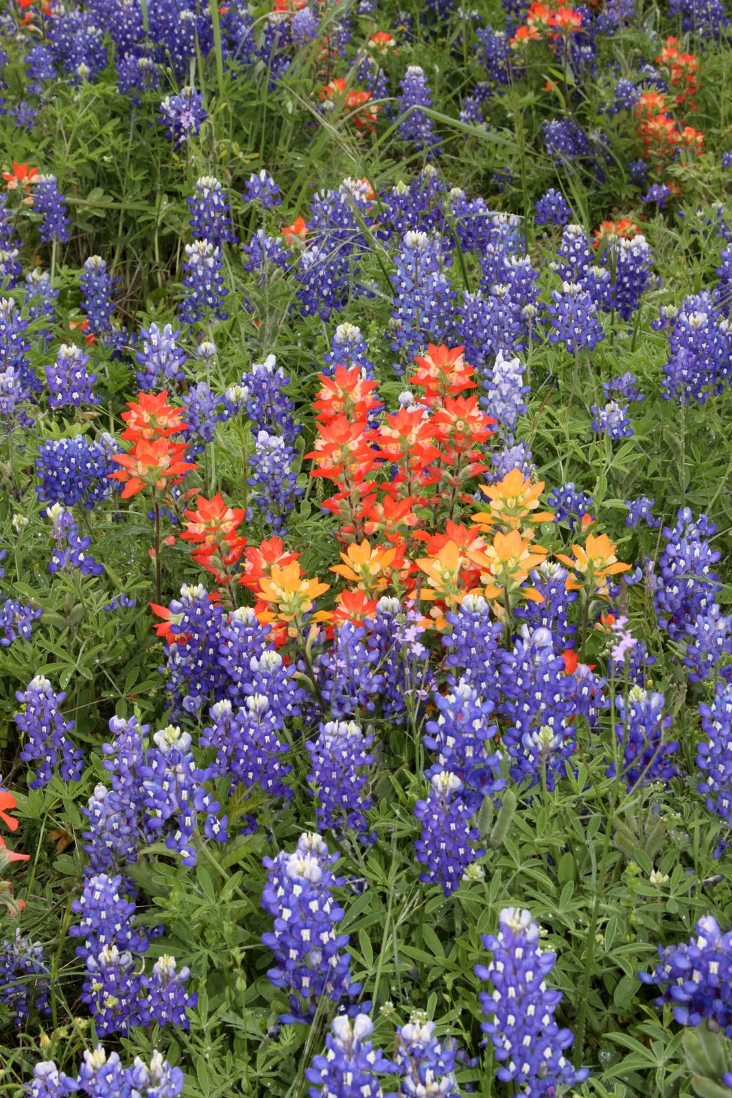 Traveling Chemist Texas Wildflower Season