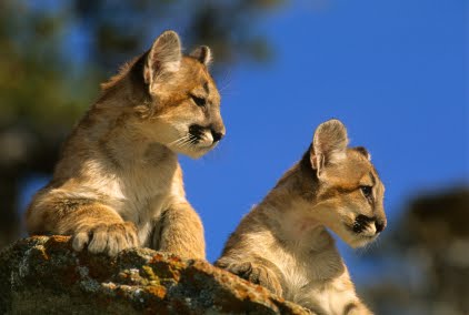 Native american cougar Native american cougar