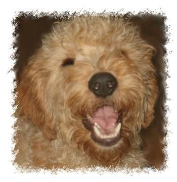 goldendoodle pictures. hair Beautiful F1 Goldendoodle