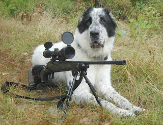 Hewan Dimanfaatkan Berperang Catatan Denai Anjing Imut Lucu Perang Tentara