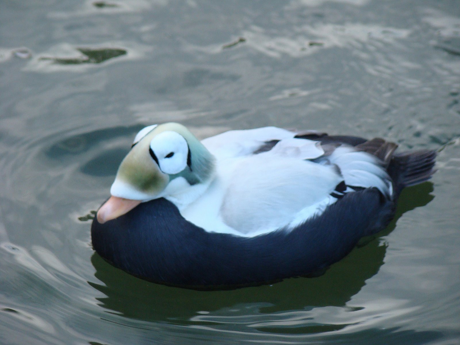Forest Walks Spectacled Eider Ducks