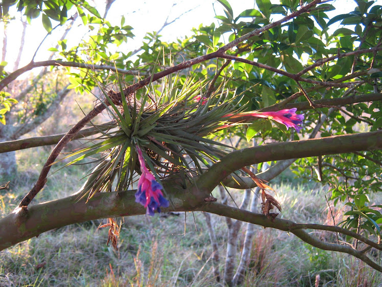 Cores da Coxilha