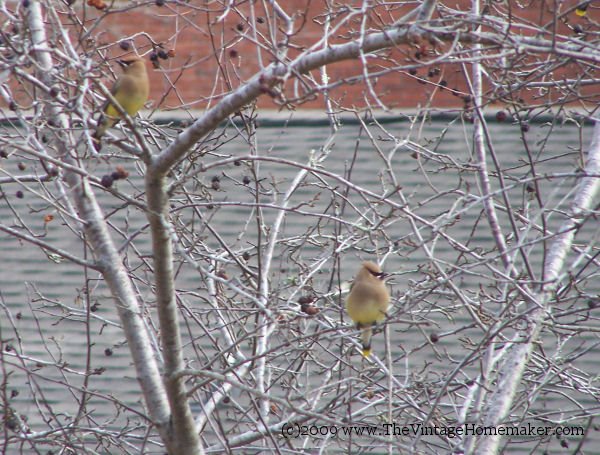 [cedar+waxwing+3.jpg]