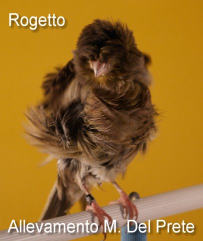 [Rogetto_Punto_2.jpg]