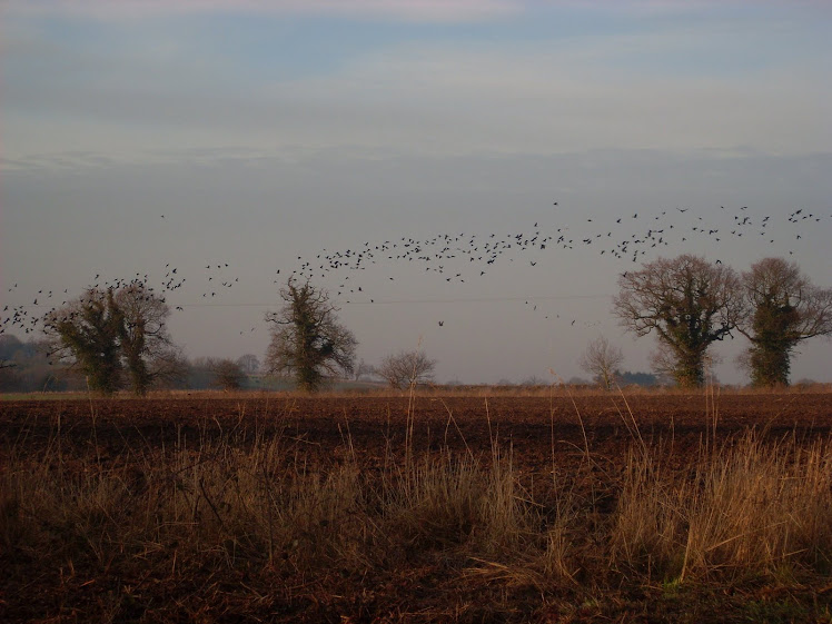 Rooks at Alder carrs