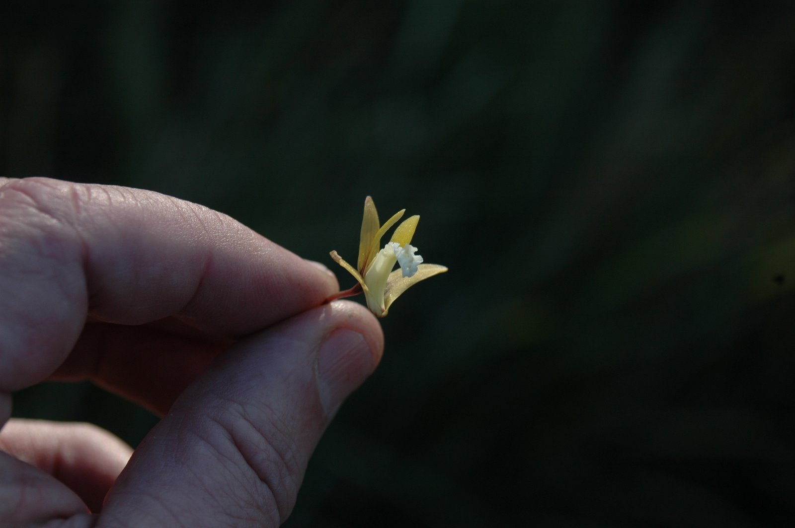 [Dockrillia+striolatum+flower+c-up+-+full.JPG]