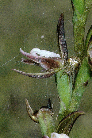 [Prasophyllum+brevilabre,+with+Flower+Spider.jpg]