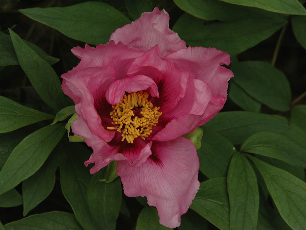 The Nature of Robertson Pink Japanese Tree Peony "Fushakin"