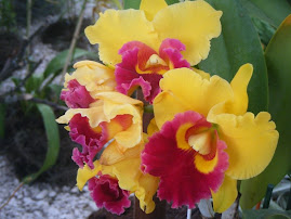 Orquídeas del Ecuador