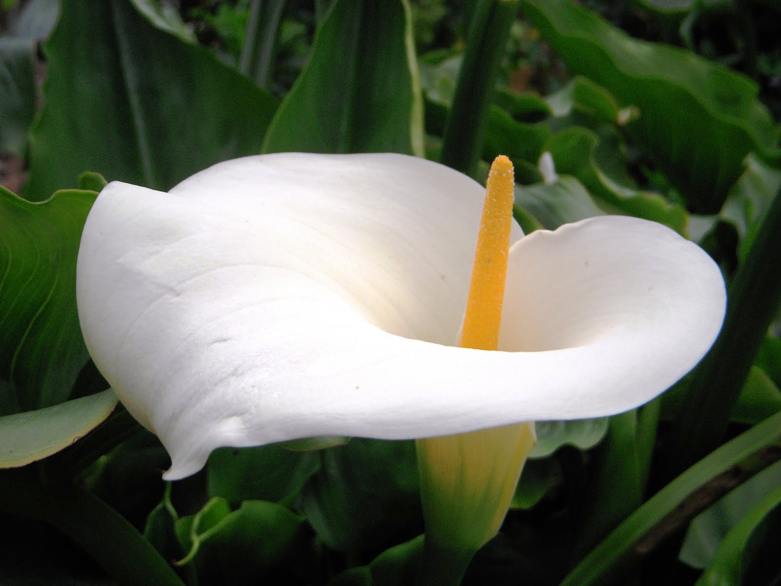 Les Cosetes de Dudu FLORES DE MAYO