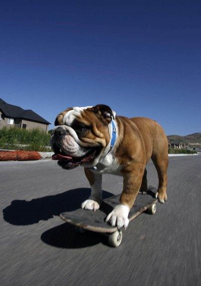 [Skate+Bulldog+fk+0467_400.jpg]