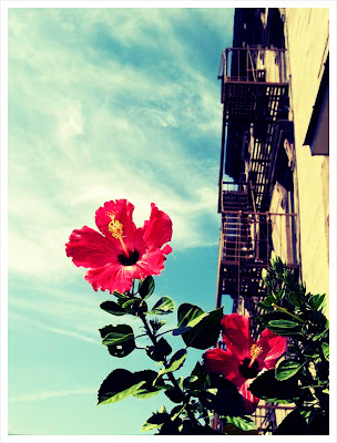 New York part 2: My kind of city flower cc