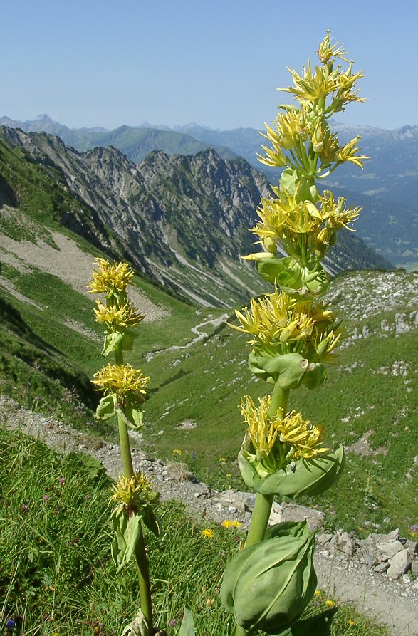 Gentiana lutea propiedades El Mundo y sus Plantas