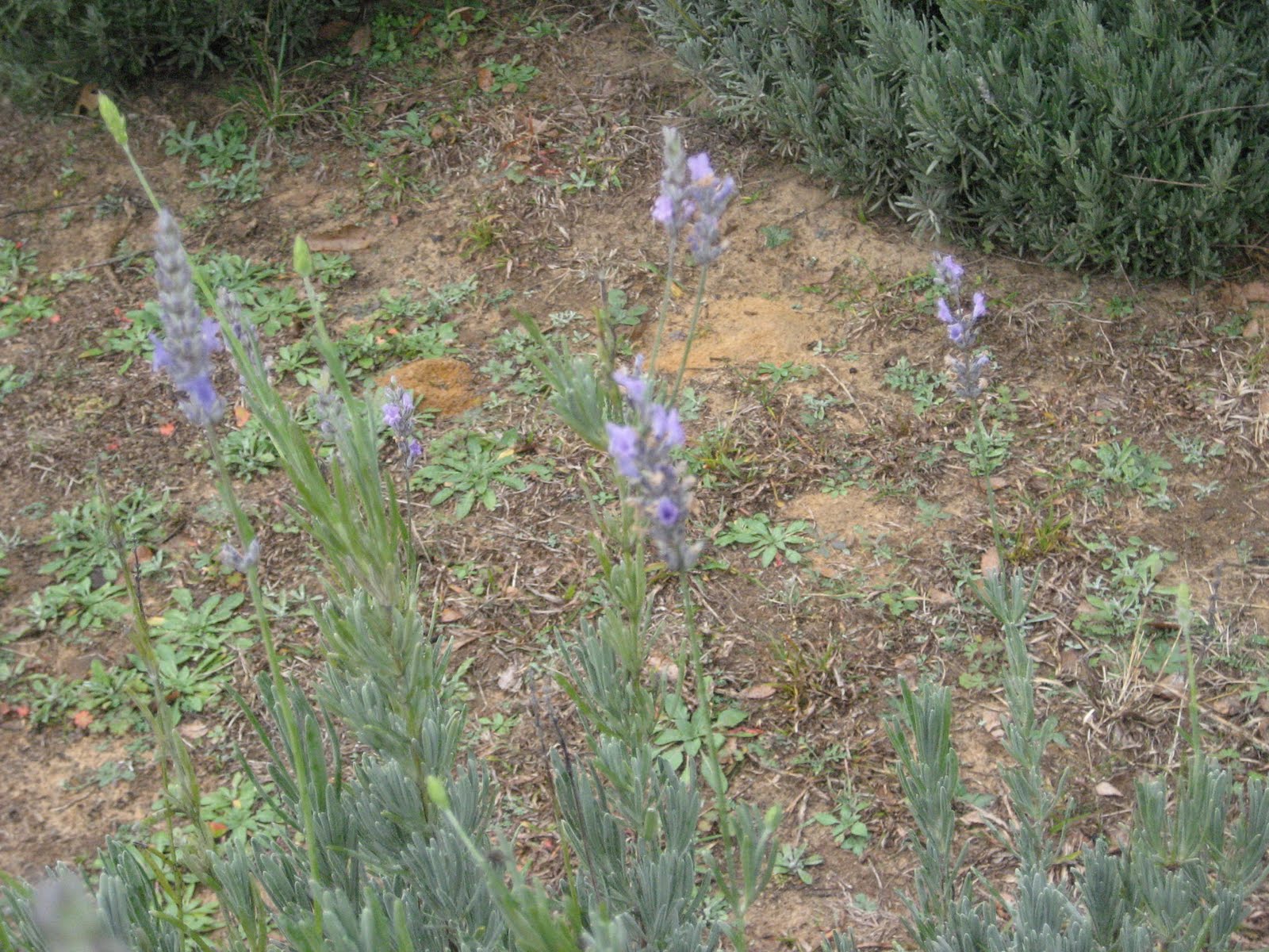 Oh Food! Lavender Ridge Farms