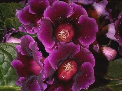 Flores enfeites divino.: Gloxínia uma flor encantadora