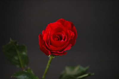 The Enriched Elegance of Flowers: The Colors of Rose - RED